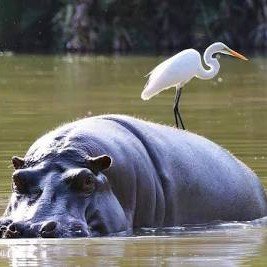 GAMBIA-SENEGAL фото 1