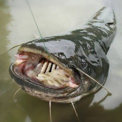 Solina рибалка 3 дні. фото 1