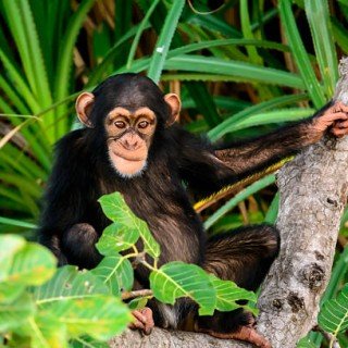 Сенегал -Гамбія сафарі фото 15