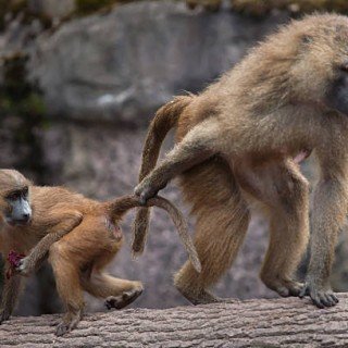 Сенегал -Гамбія сафарі фото 23