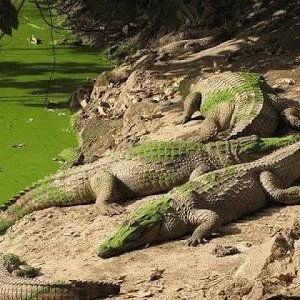 GAMBIA-SENEGAL фото 25