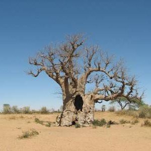 GAMBIA-SENEGAL фото 11