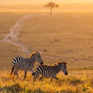 KENIA SAFARI (ЧЕРВЕНЬ-БЕРЕЗЕНЬ ) фото 6