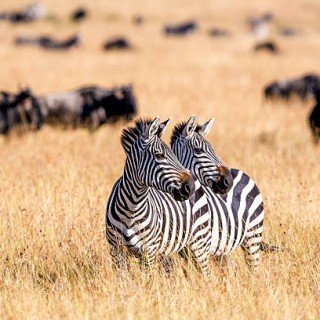 KENIA SAFARI (ЧЕРВЕНЬ-БЕРЕЗЕНЬ ) фото 11